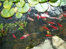 Aquarium and fish pond products